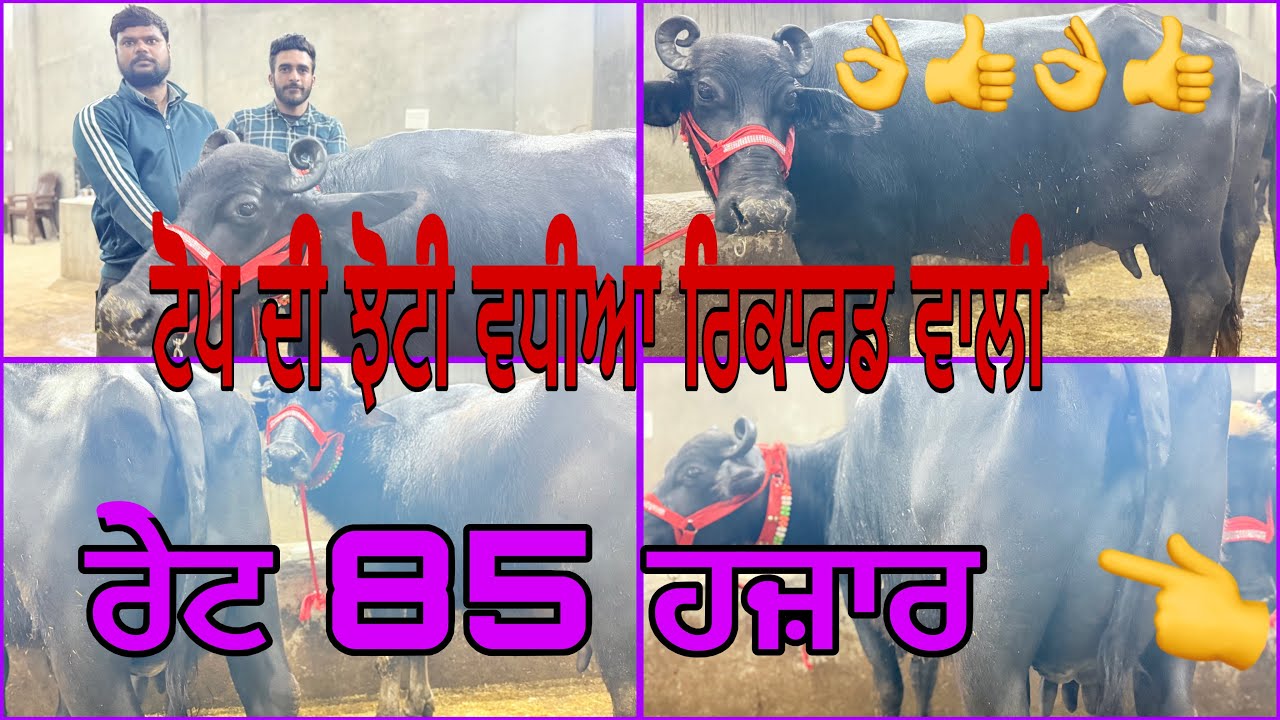 24 ਫਰਵਰੀ 2026 ਫ਼ੋਨ 8427407053👈 ਮਾਣਾ ਡੇਰੀ ਫਾਰਮ ਪਿੰਡ ਭੋਮਾ ਅੰਮ੍ਰਿਤਸਰ ਰੇਟ 85 ਹਜ਼ਾਰ 🔥🔥