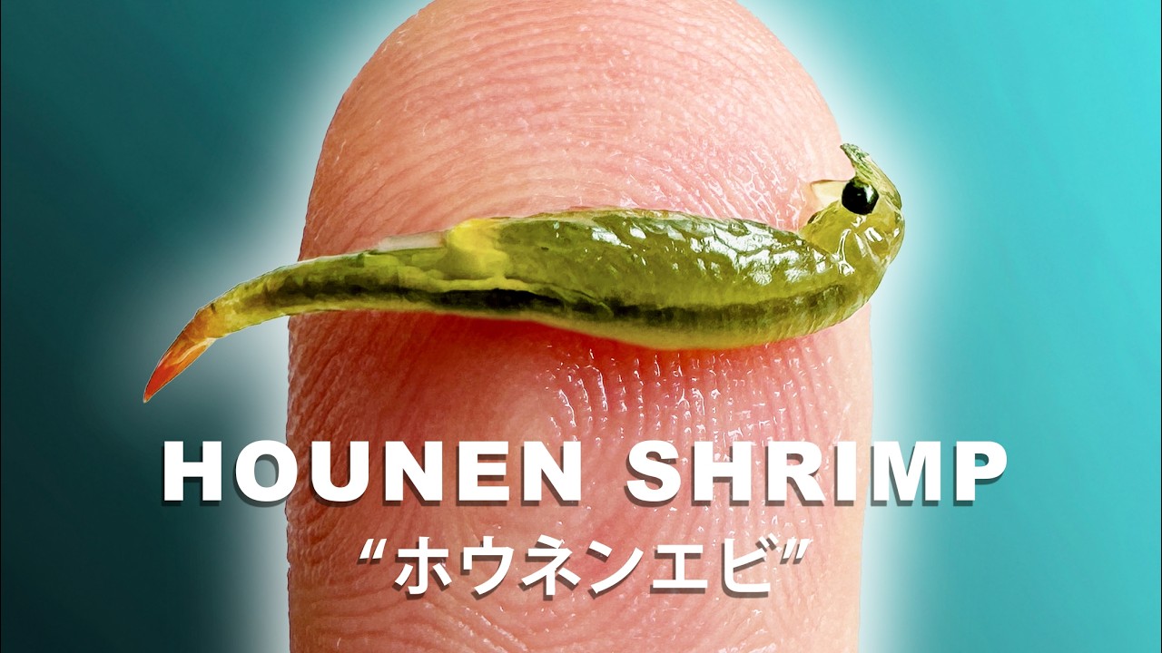 The Mysterious Fairy Shrimp That Appear In Japanese Rice Paddy Fields