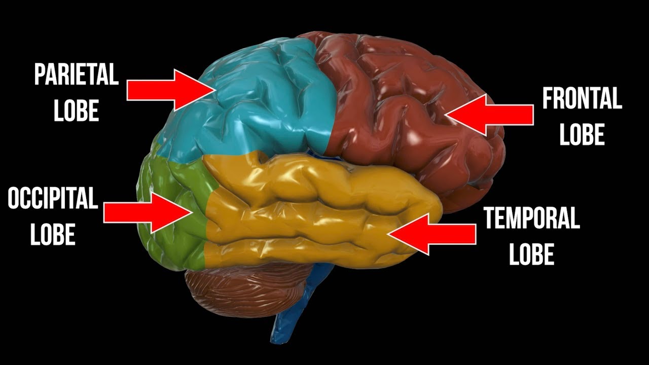 Frontal Lobe, Parietal Lobe, Occipital Lobe, OH MY!!!