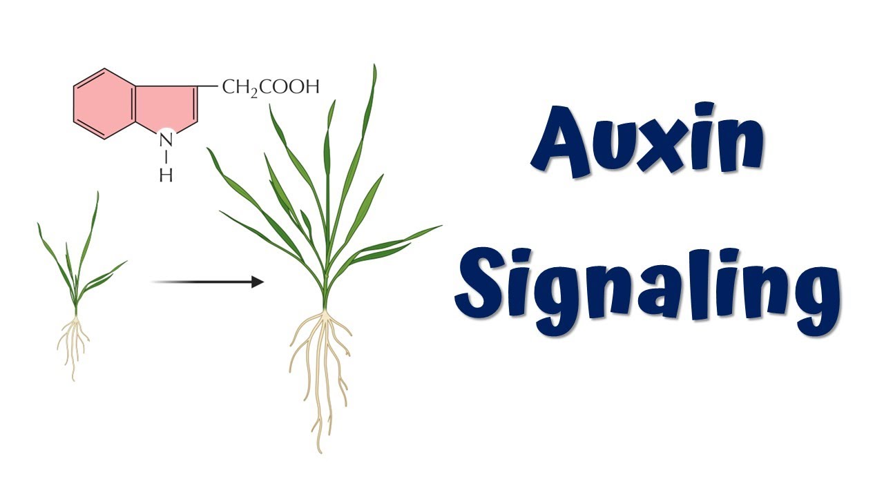 Auxin Signaling Animation || Auxin Hormone