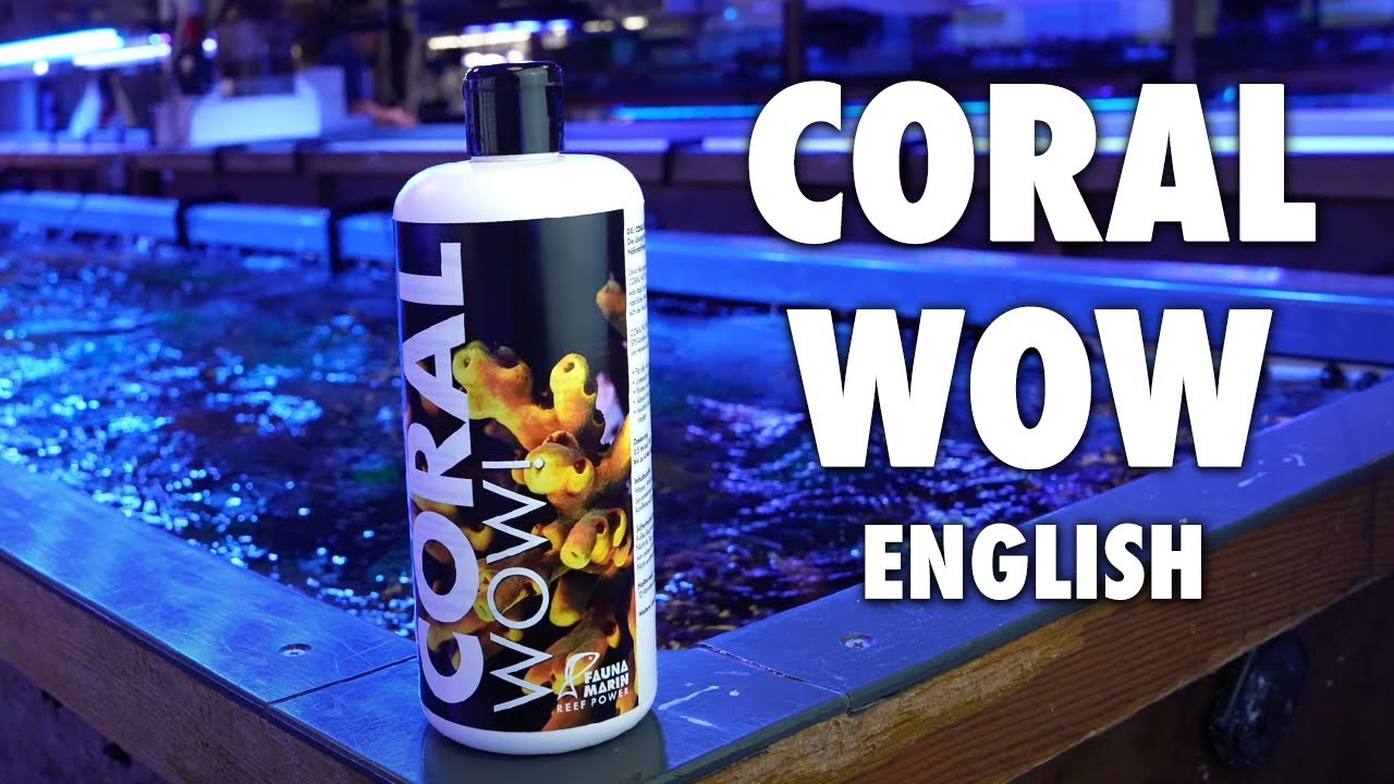 Coral WOW (English) - Fauna Marin