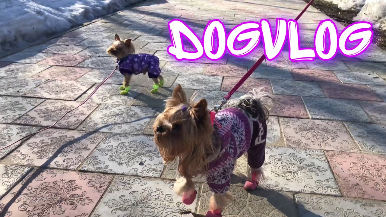 DogVlog: Наш день, долгая прогулка с Евой и Мотей