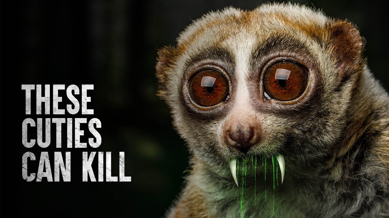 How to Survive the Top 5 Cutest Animals That Can Kill You