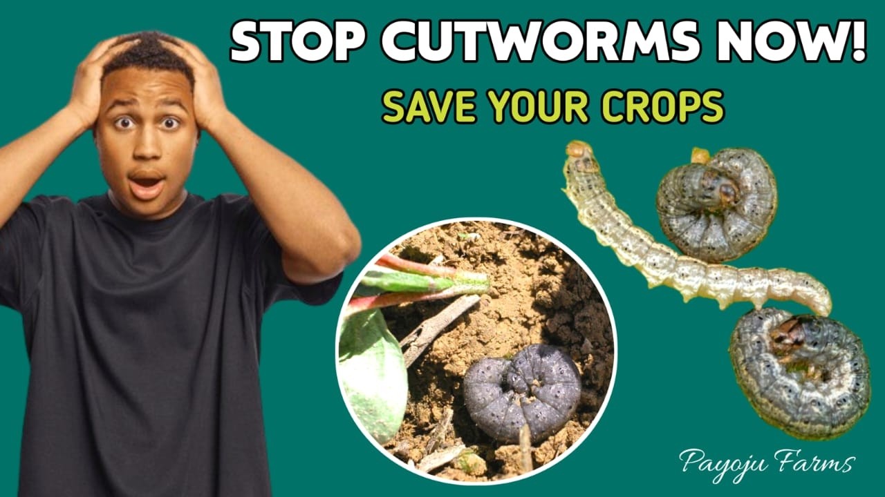 STOP Cutworms Before They Destroy Your Crops! (Organic & Chemical Solutions)