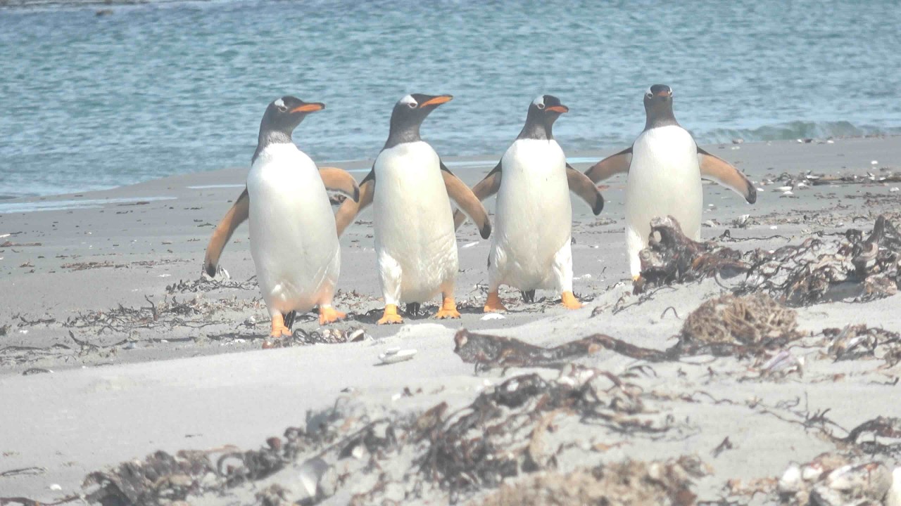 Découverte des Îles Falkland / Discovery of the Falkland Islands: Bull Point, Fox Bay, Pebble Island