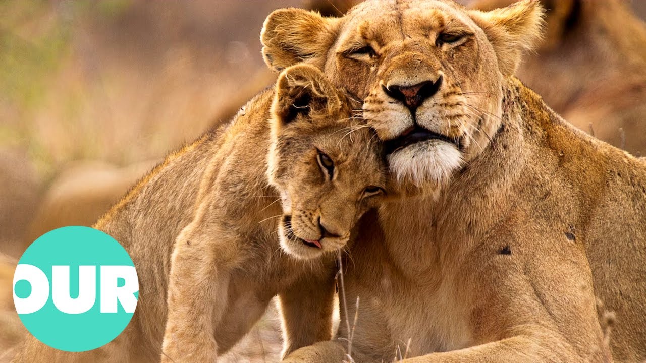 Lion Country: From Captivity To Release In Wild | Our World