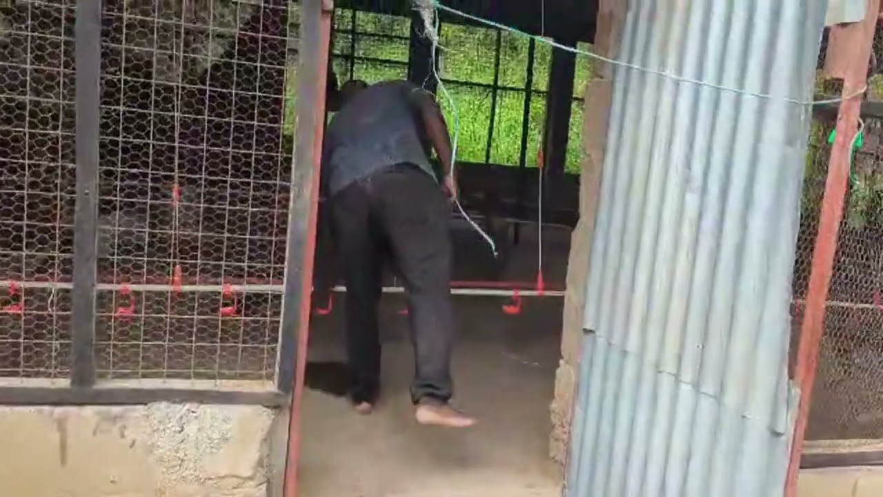 Banda bora Mwanza kuku 1000 system ya maji  elimu juu ya ufugaji kibiashara #banda #poultryfarming