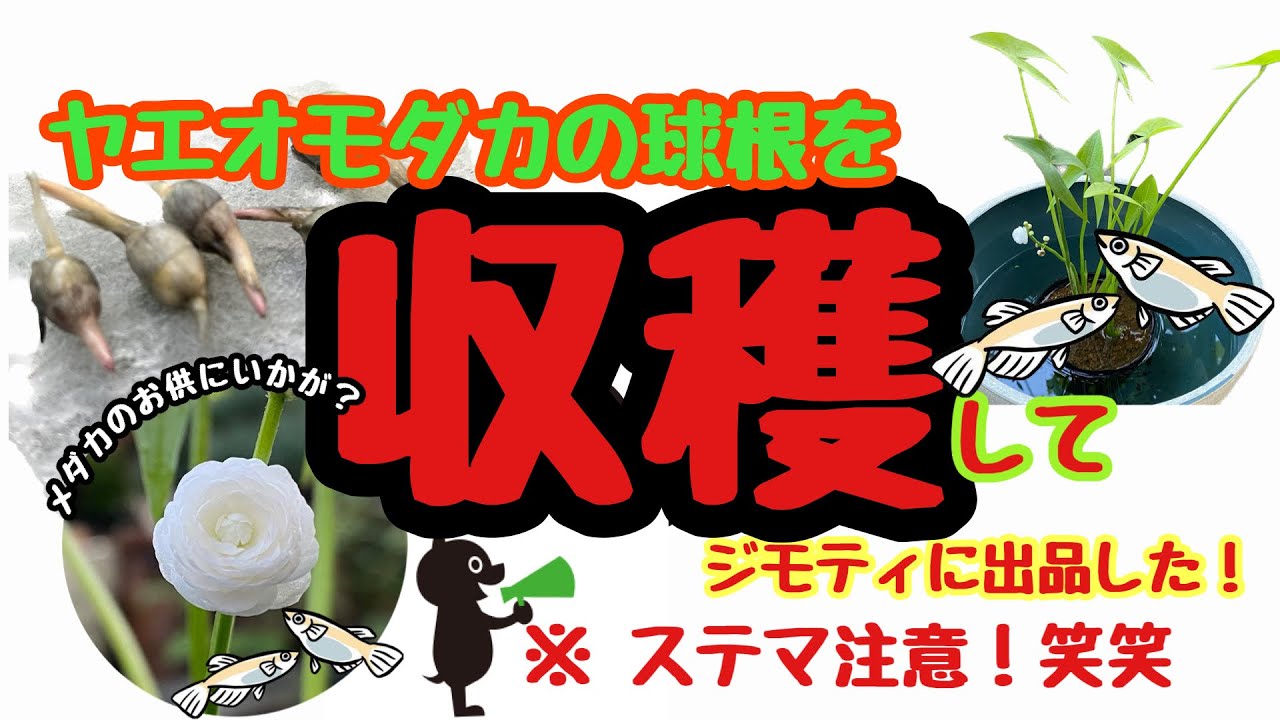 オジサンの庭　2023.02.12