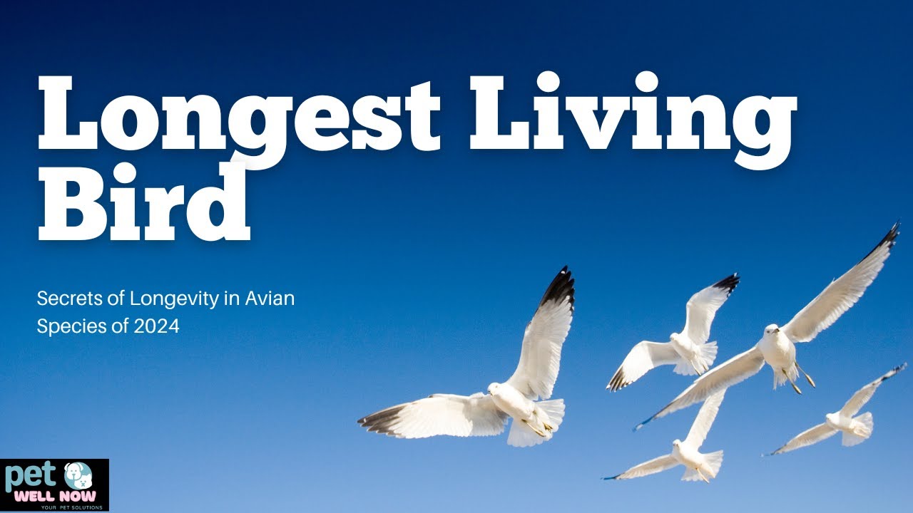 The Longest Living Bird  Secrets of Longevity in Avian Species of 2024