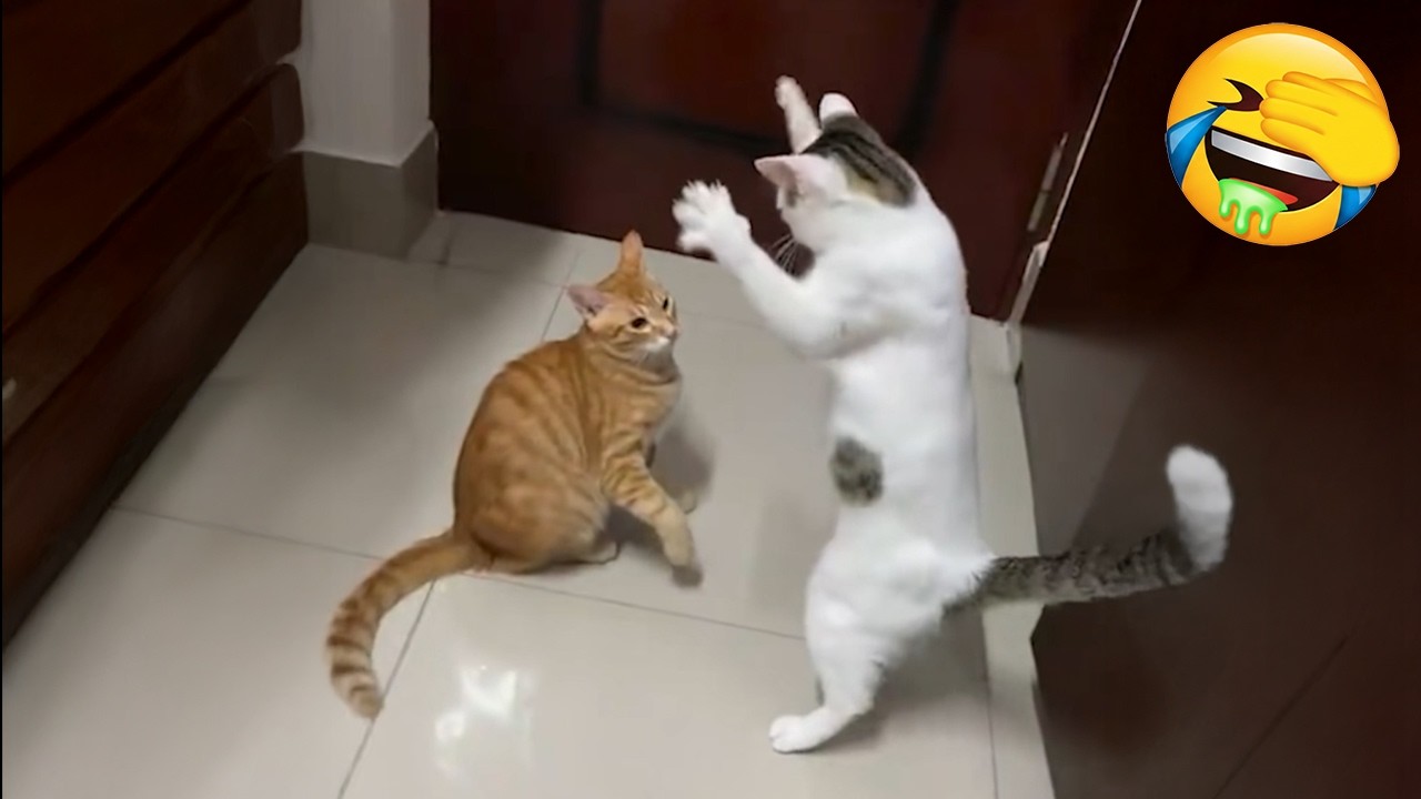Try Not To Laugh - CUTE and FUNNY CATS - Daily Supply of Internet Cats EP16