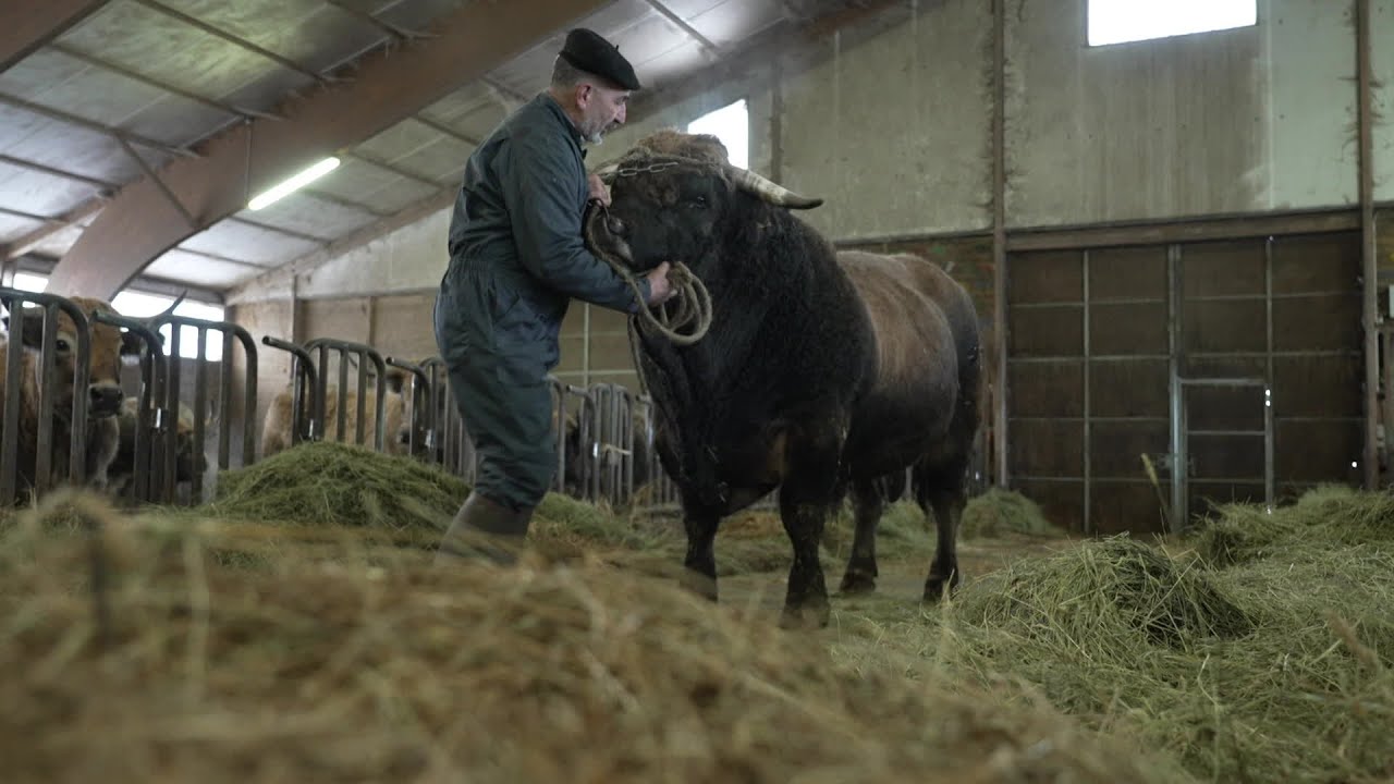 Pas de concours bovins au salon de l'Agriculture de Paris, les Aubracs resteront sur le plateau