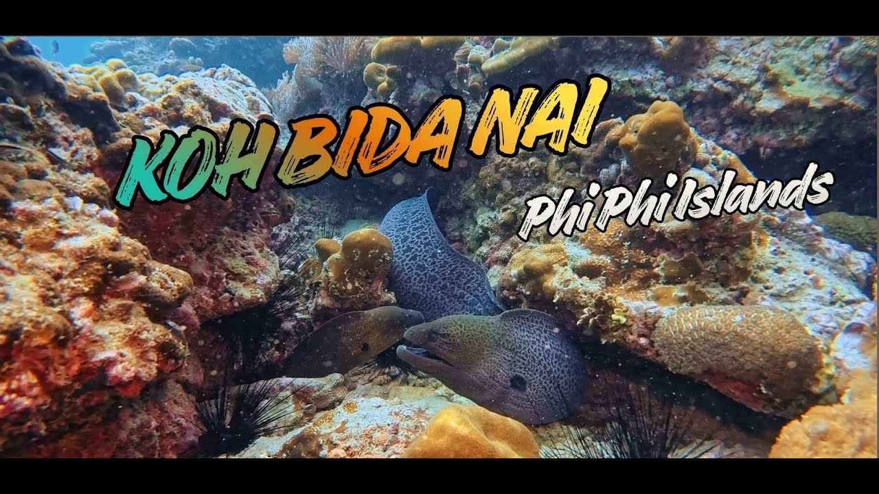 Dive Site : Koh Bida Nai | Phi Phi Island, Thailand | 1st time saw so many dancing shrimps | 泰国皮皮岛潜水