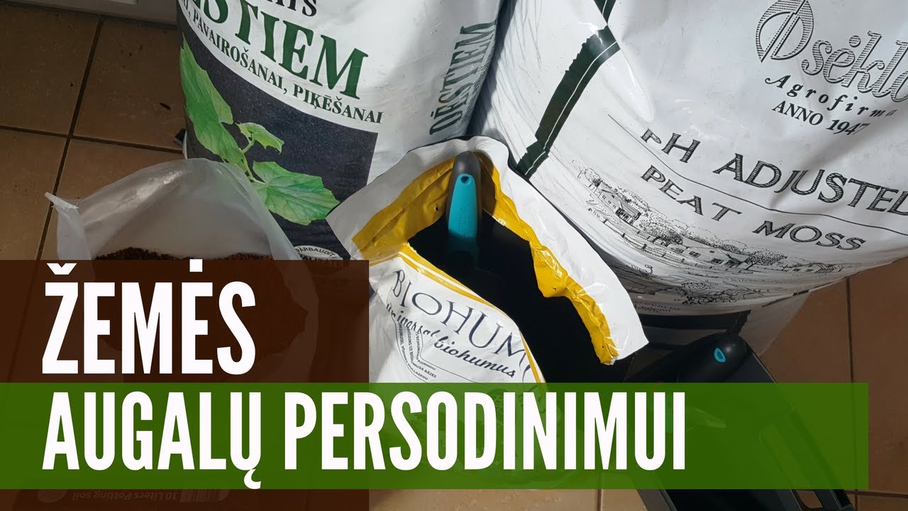 Substratai, žemės, durpės - ką pasirinkti persodinimui?
