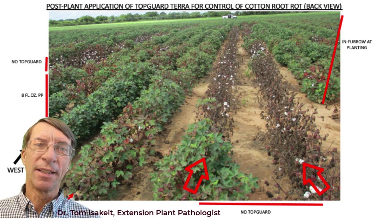 #WhatWednesday  What does a field (cotton) pathologist do? Part 2.