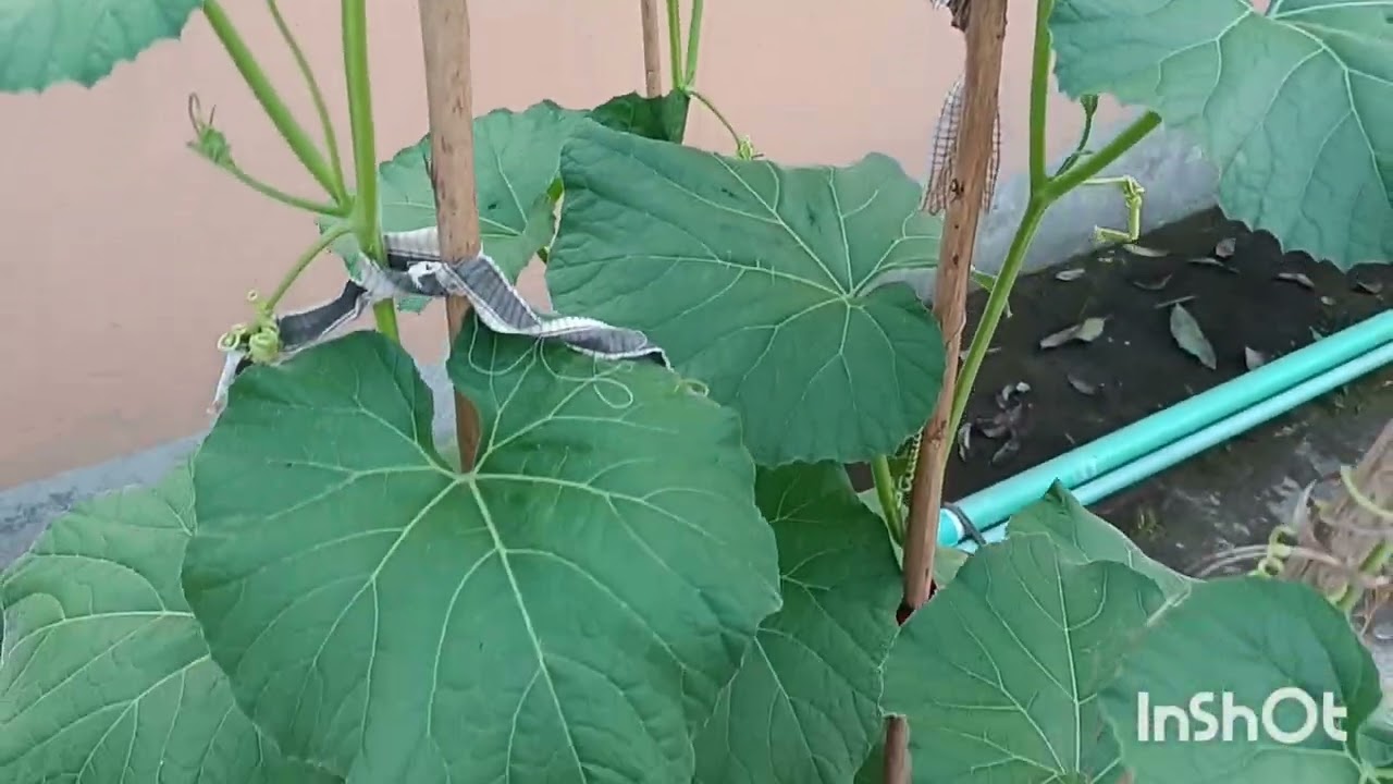 টবের লাউ গাছের কি যত্ন নিলে লাউ গাছ দ্রুত বড় হবে।Village life.
