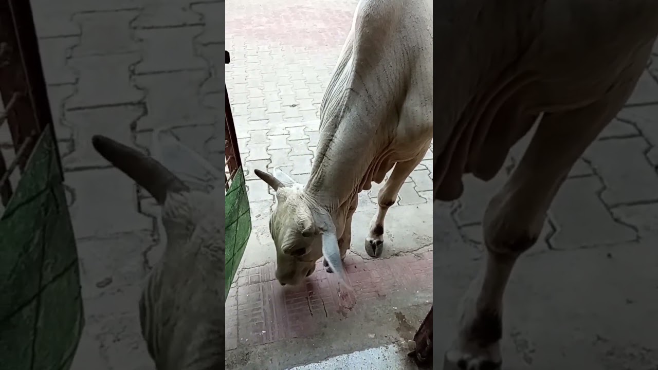 # tunkel ke ghar gaay mata aae h
