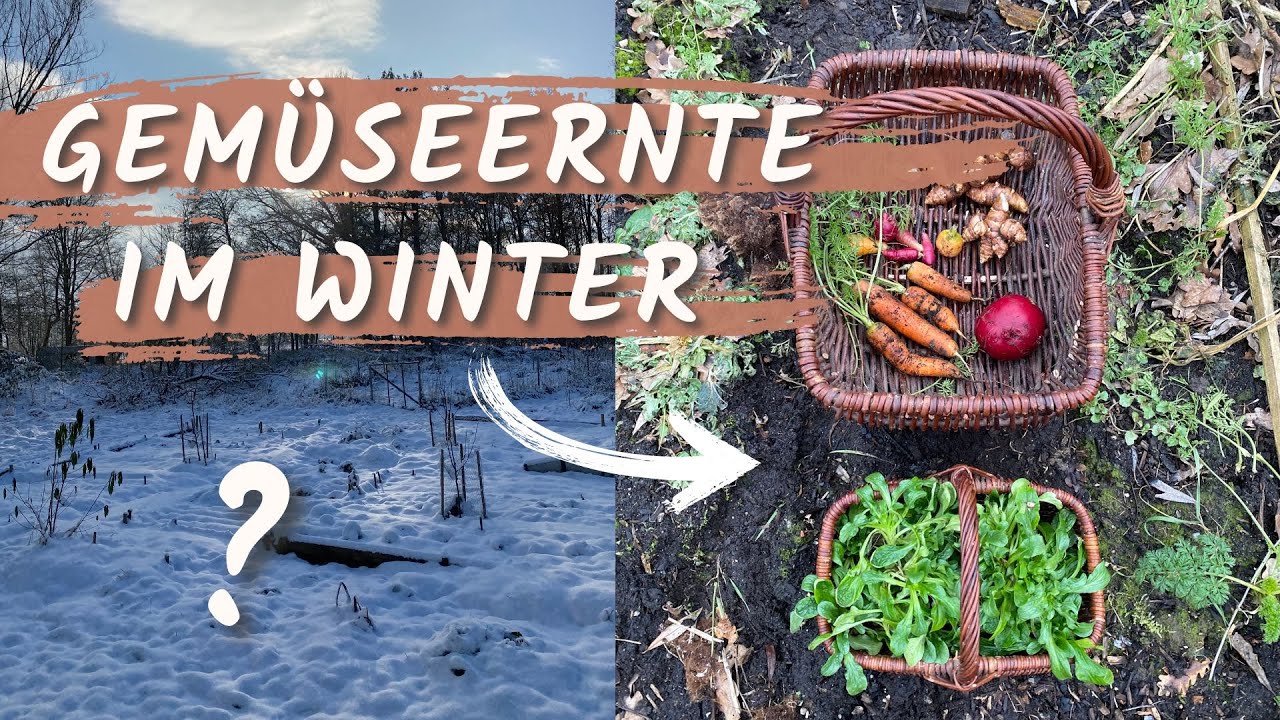 Gemüse im Winter ernten: Was es bei mir im 2. Gartenjahr im Winter zu ernten gab! 👩🏼‍🌾🥕