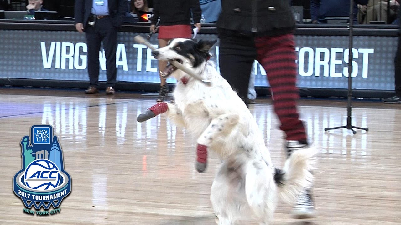 Mutts Gone Nuts | Amazing Dog Show At ACC Tournament