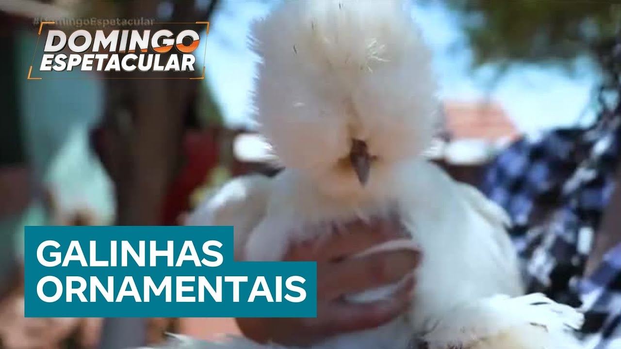 Conhe&ccedil;a as galinhas de estima&ccedil;&atilde;o que s&atilde;o criadas como pets