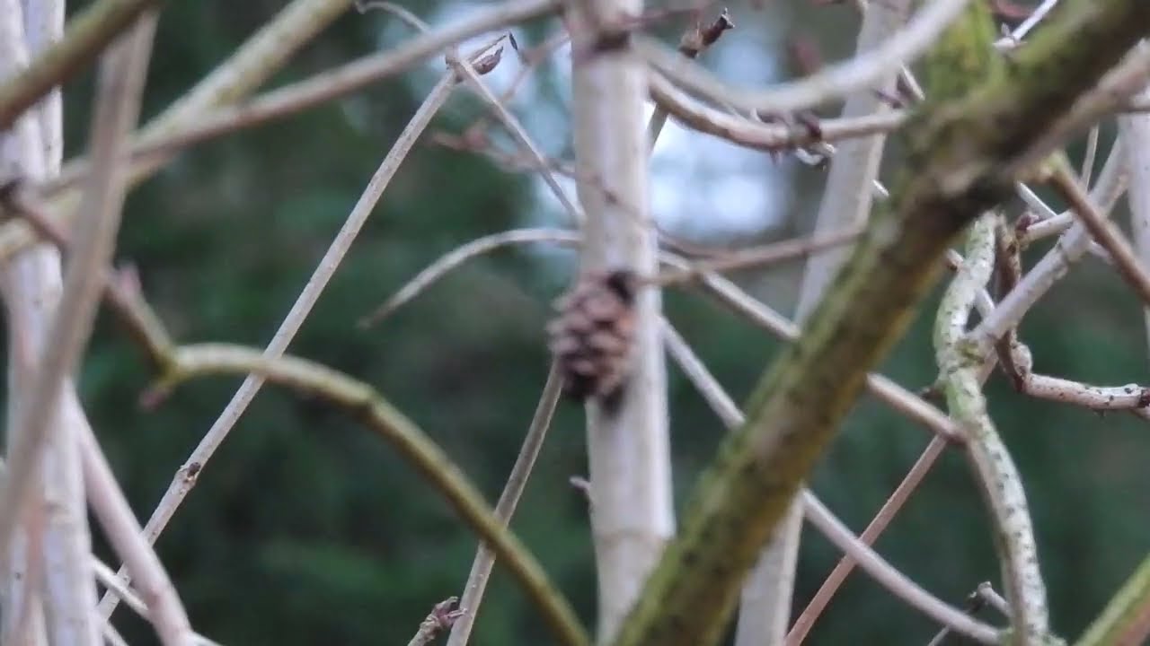 De vogels komen weer te voor schijn