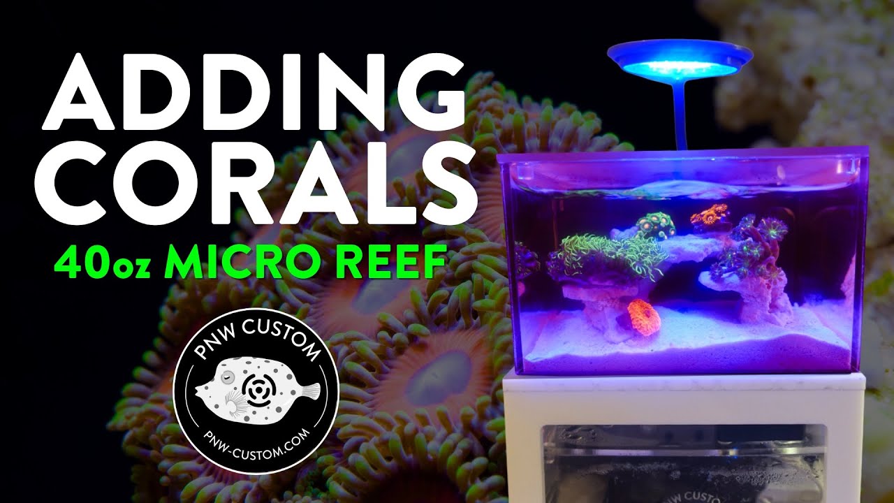 Adding Corals | PNW Custom 40oz Micro Reef Tank