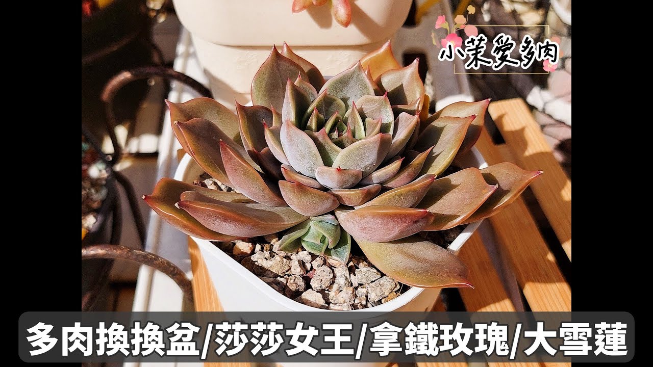 多肉換換盆/整理完都年輕了10歲/他們只是回到小時後/莎莎女王/大雪蓮/拿鐵玫瑰|多肉植物|小茉愛多肉|