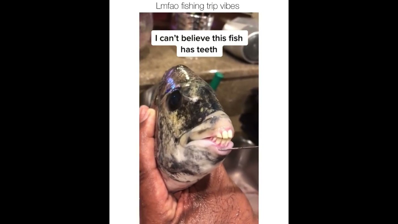 Fish with Human like teeth - Sheepshead Fish