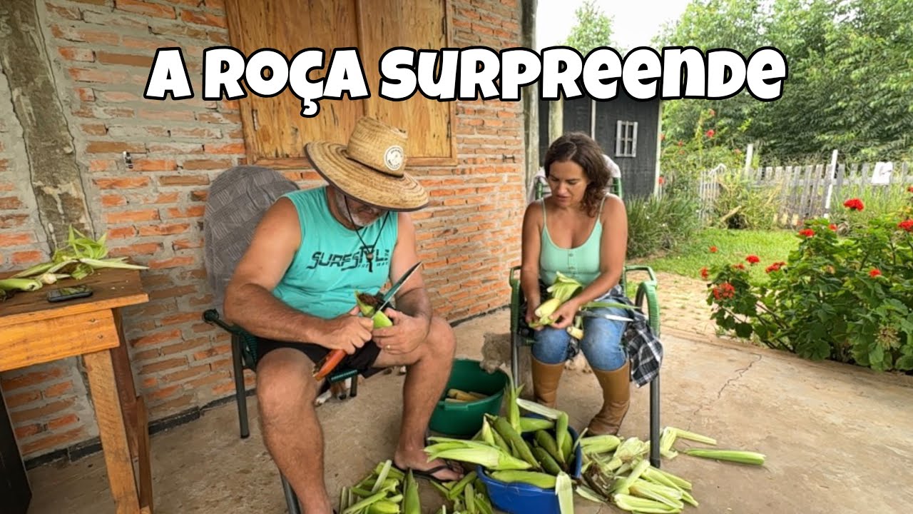 Colhendo milho na roça | da espiga ao bolo na vida simples | Simple Life