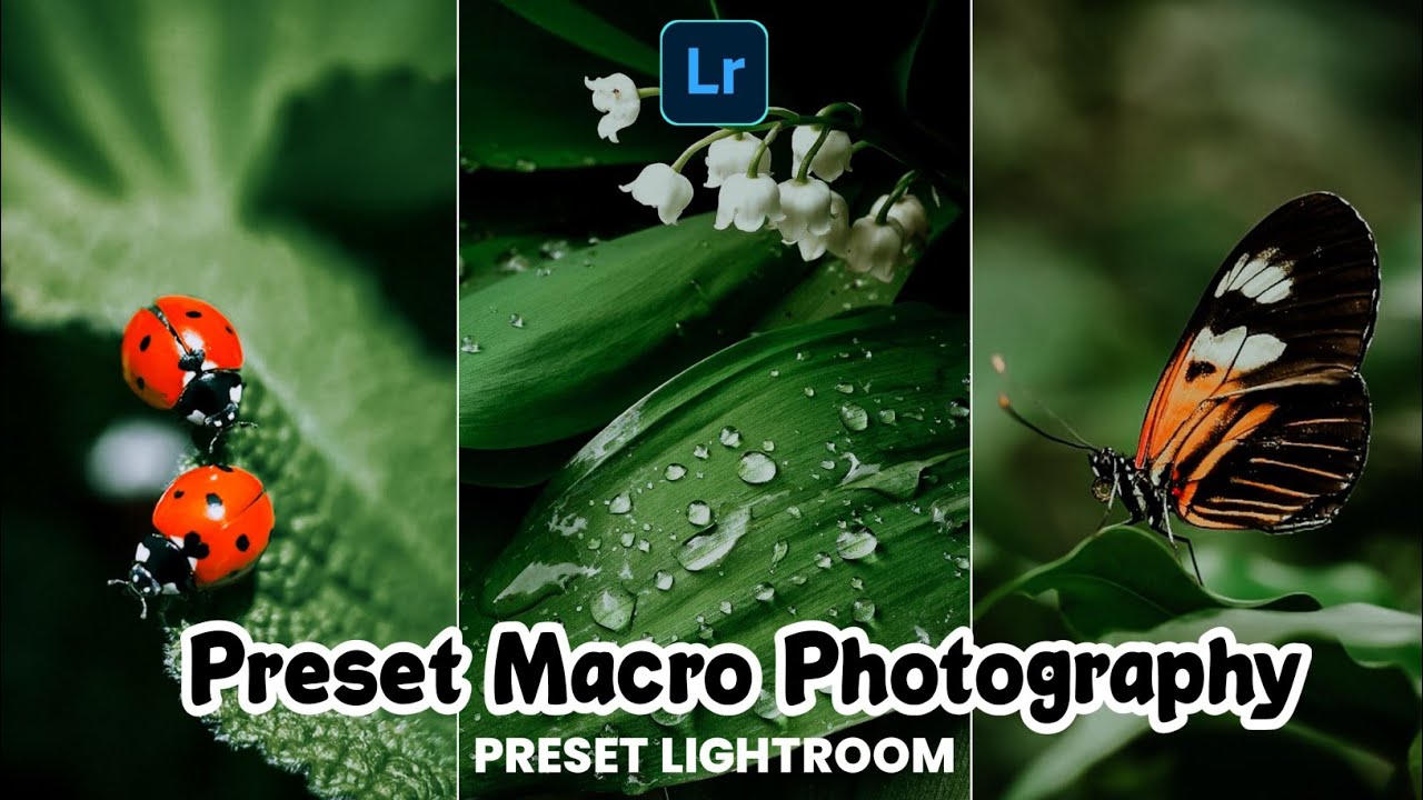 FREE 50 + PRESET LIGHTROOM TERBARU 2023 | PRESET MACRO  PHOTOGRAPHY | PRESET LIGHTROOM