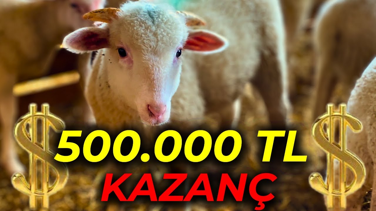 KASAPLIK KUZU YETİŞTİRMEK PARA KAZANDIRIR MI ? | 90 GÜNDE BİR ARABA PARASI KAZANIYOR.