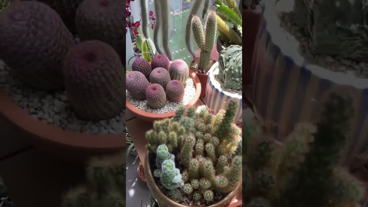 s&oacute; cactos lindos...#cactos #shorts #cactus #cactoseplantassuculentas 🌿🌿⚘️🌵🌵