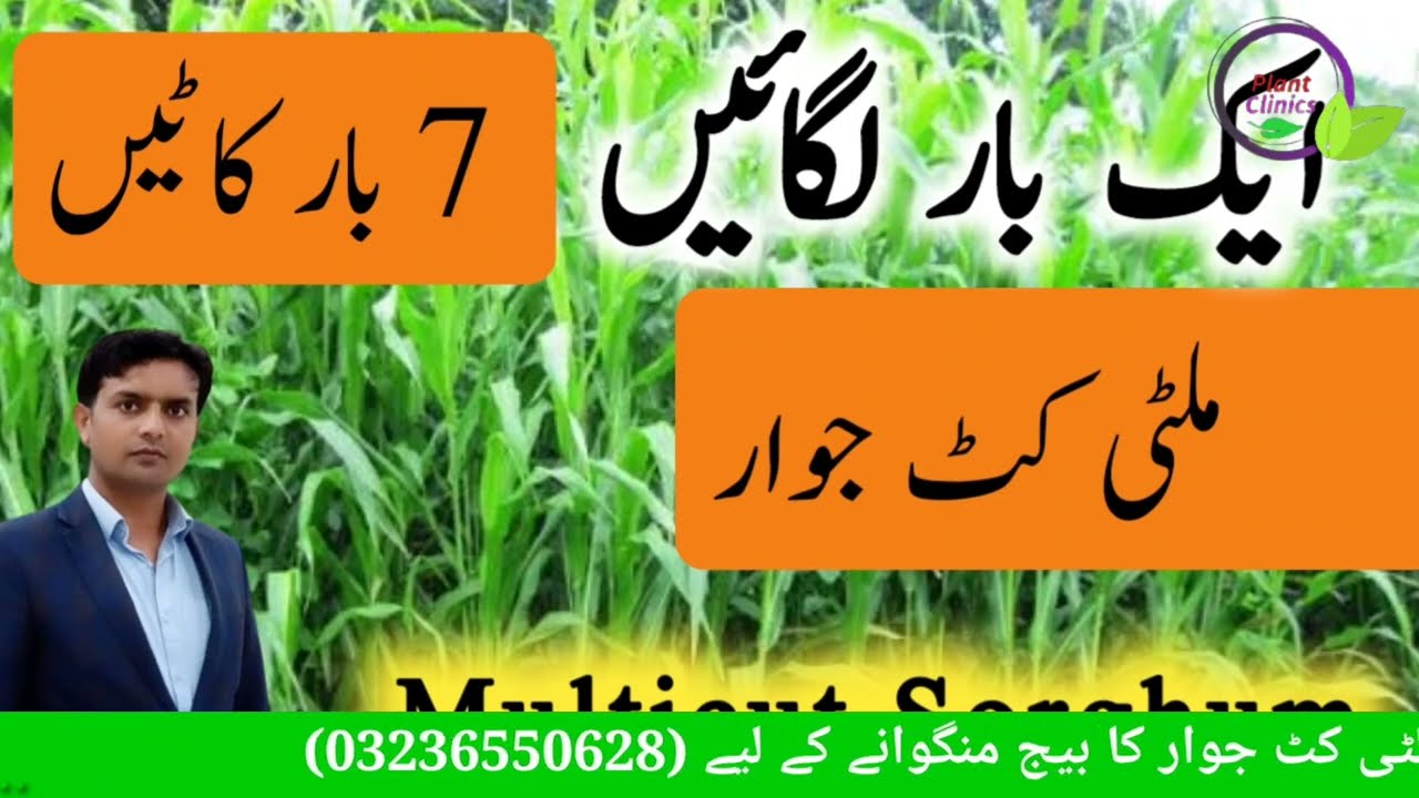 Sorghum Sudan grass cultivation | Best summer fodder | Multicut jawar | Sudan grass seed | Plant