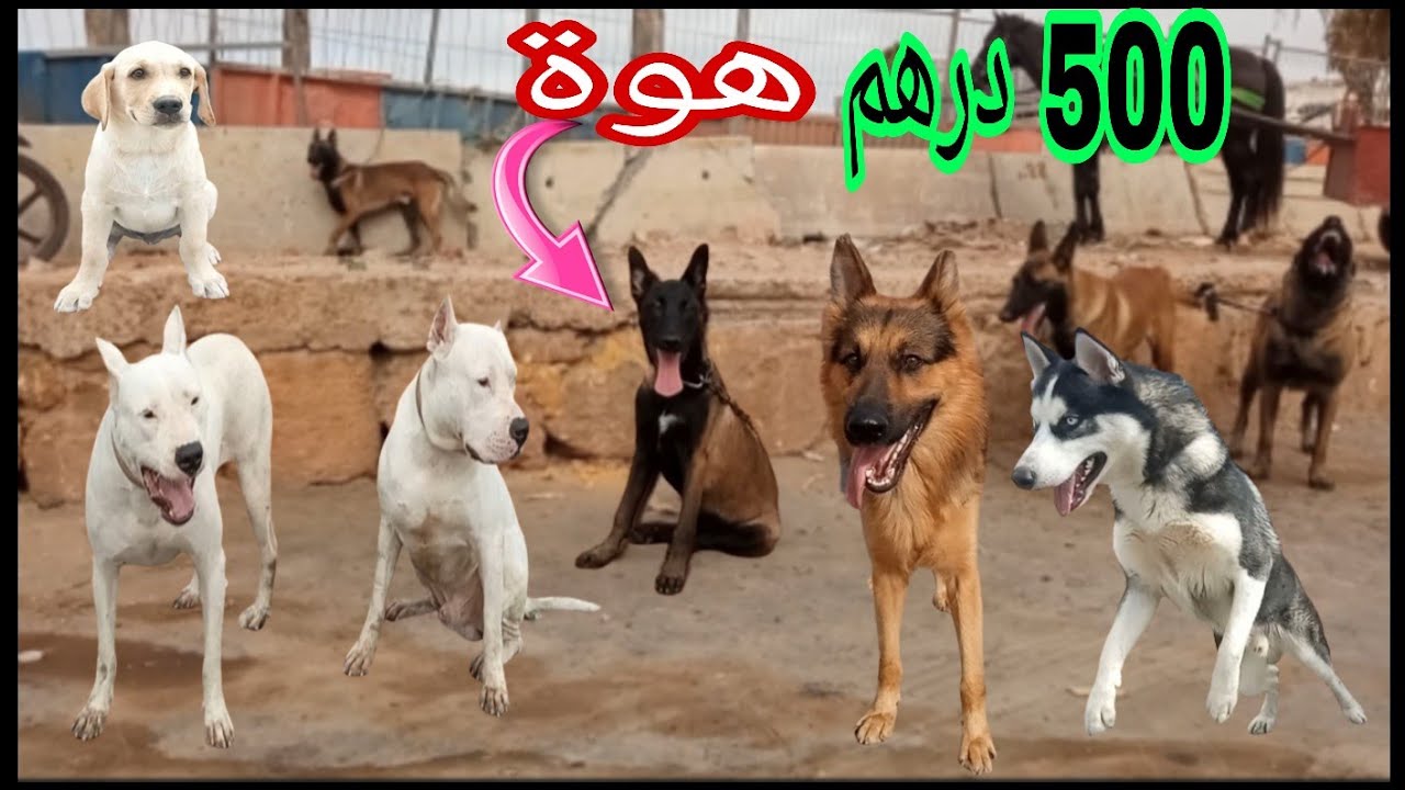 مالينوا باراطو 😱 كلاب لمولوس في سوق القريعة _ بيرجي _ دوݣ ارجنثين _ مالينوأ #dog
