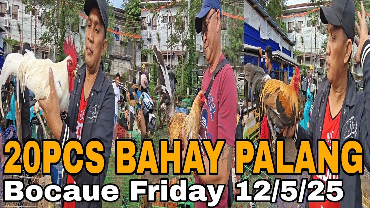 BAHAY PALANG 15PCS NA MANOK NA KINUHA IBA PA DIN TALAGA PAG KILALA KA NA NA SELLER 