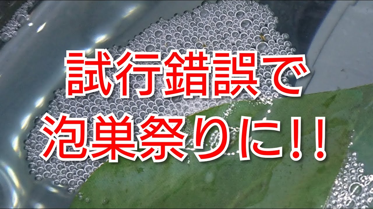 【ベタ】これで泡巣モリモリ⁉泡巣をつくらないベタにやってみた事とは‼