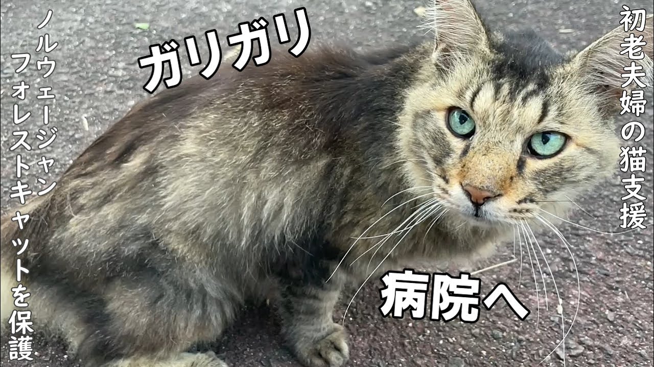 痩せこけてガリガリの長毛猫さんを保護。病院へつれて行きました。【野良猫支援】