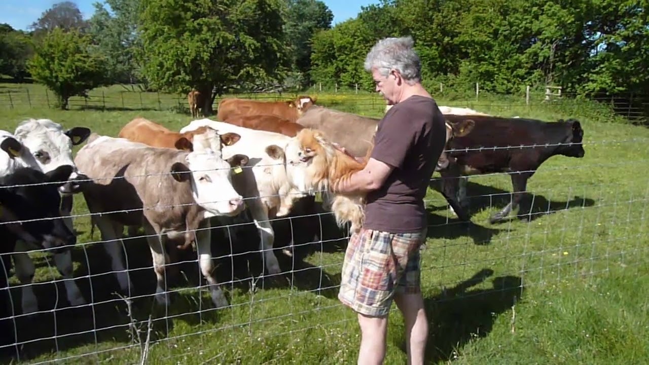 Walk Gt Chalfield to Holt 2015