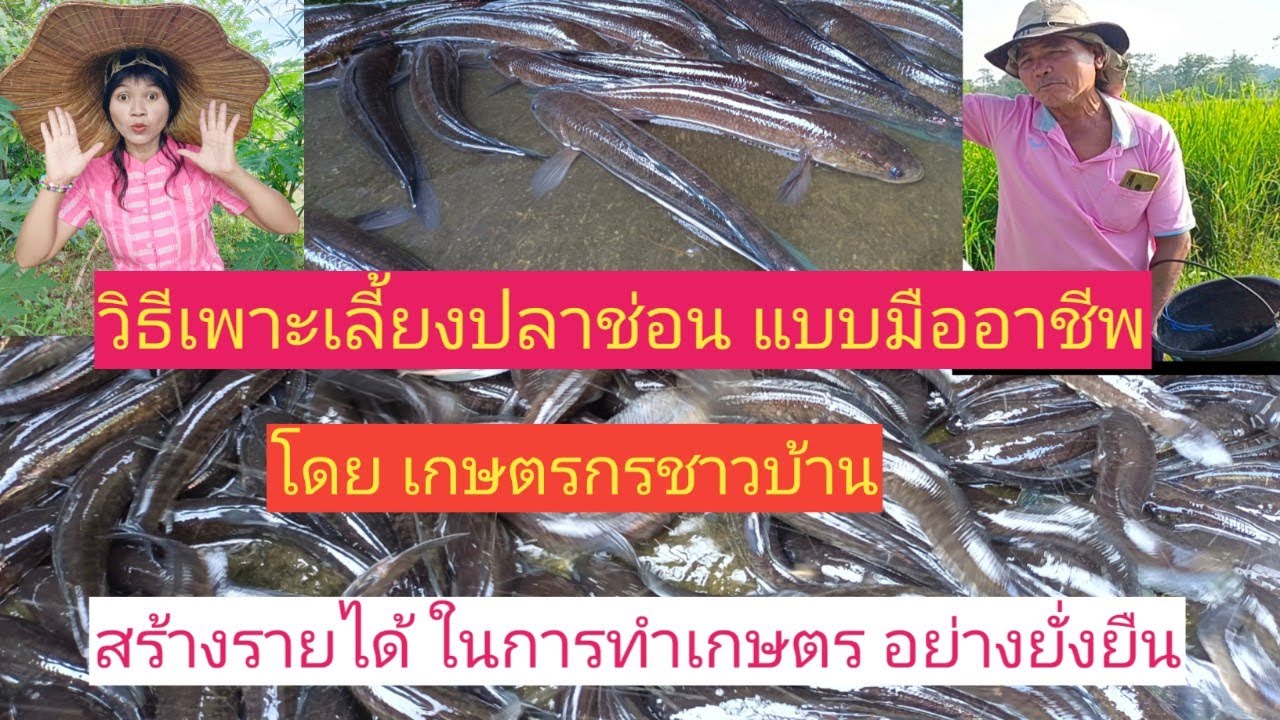วิธีเพาะเลี้ยงปลาช่อน แบบมืออาชีพ โดยเกษตรกรชาวบ้าน สร้างรายได้ในการทำเกษตรแบบยั่งยืน