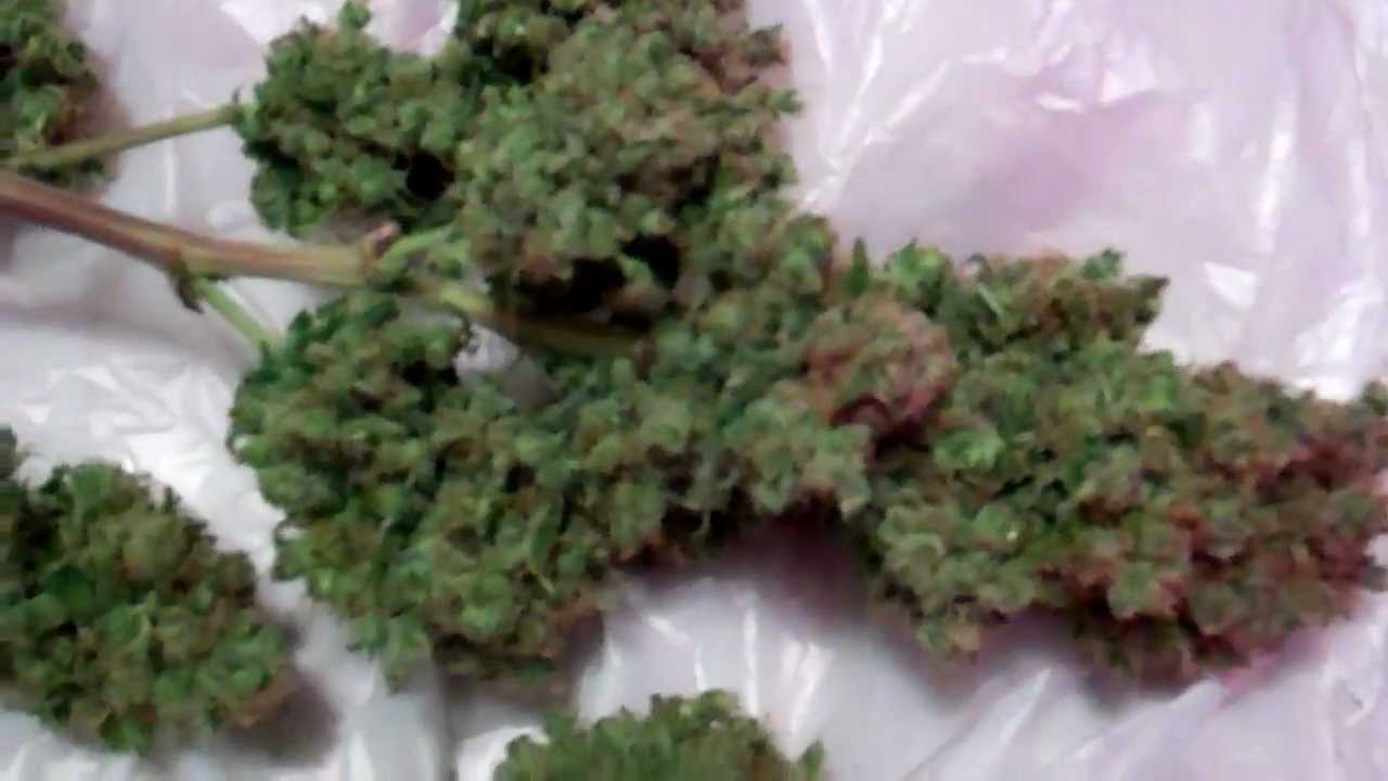 .:Trimmed Buds:. NYC Diesel Sticky Medical Marijuana Grow