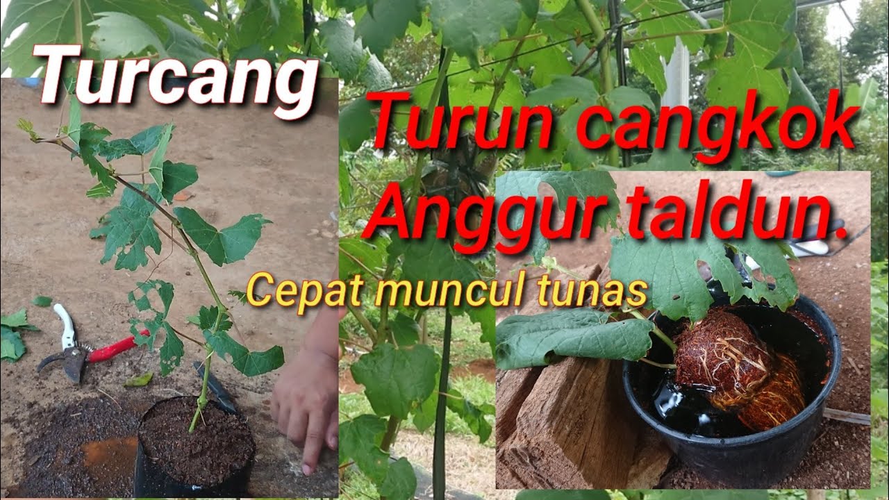 Turun cangkok anggur. Supaya tumbuh subur. Cepat muncul tunas.