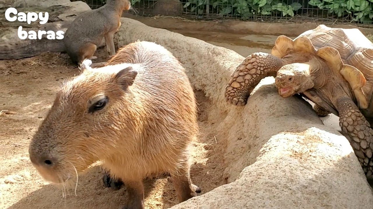カピバラさんの砂場に突入する仲良しのカメさん★Capybaras and Tortoise/神戸どうぶつ王国