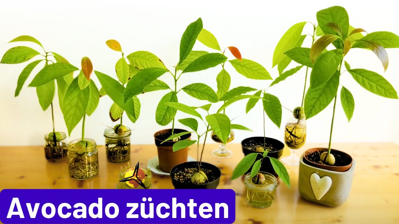 Avocadokern keimen lassen & einpflanzen
