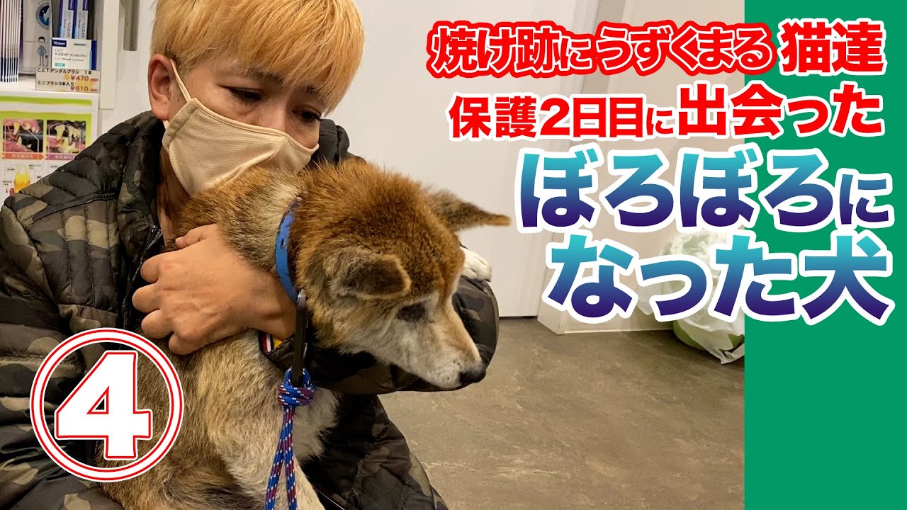 【ボロボロになった犬を保護】焼け跡にうずくまる猫…火事で飼い主死亡④【２日目にまさか】＠香川：２５１