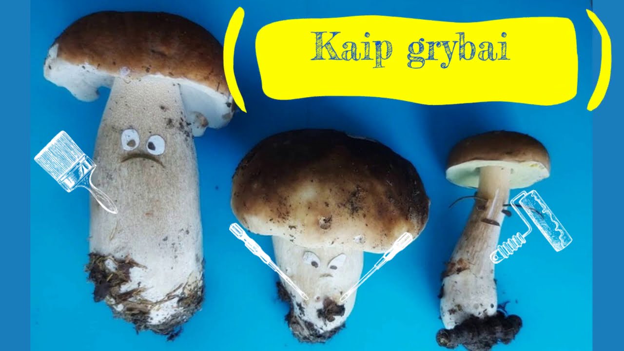 Kaip grybai grybautoją išvijo | GRYBŲ PASAKA🍄🍁