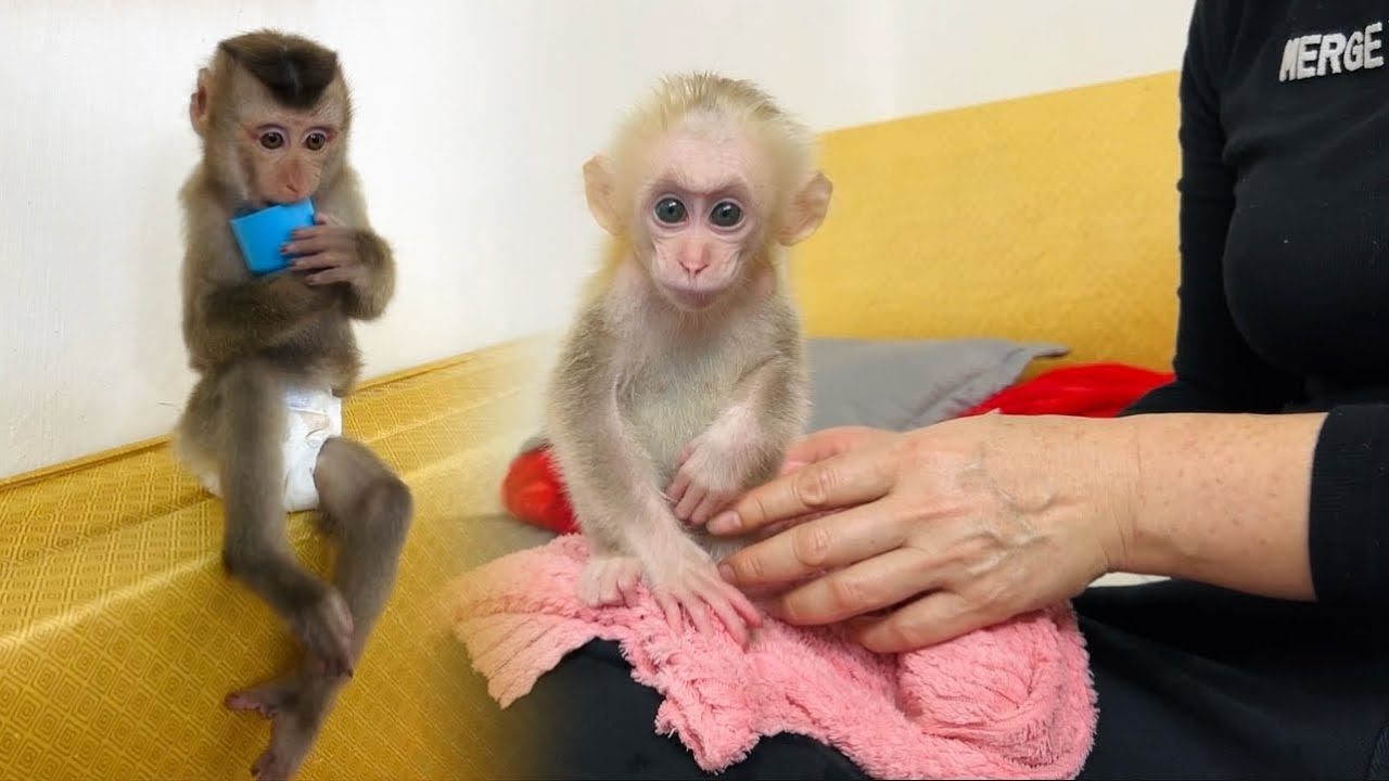The two baby monkeys, Tina and Xuka, are so adorable when they are cared for by their mother.
