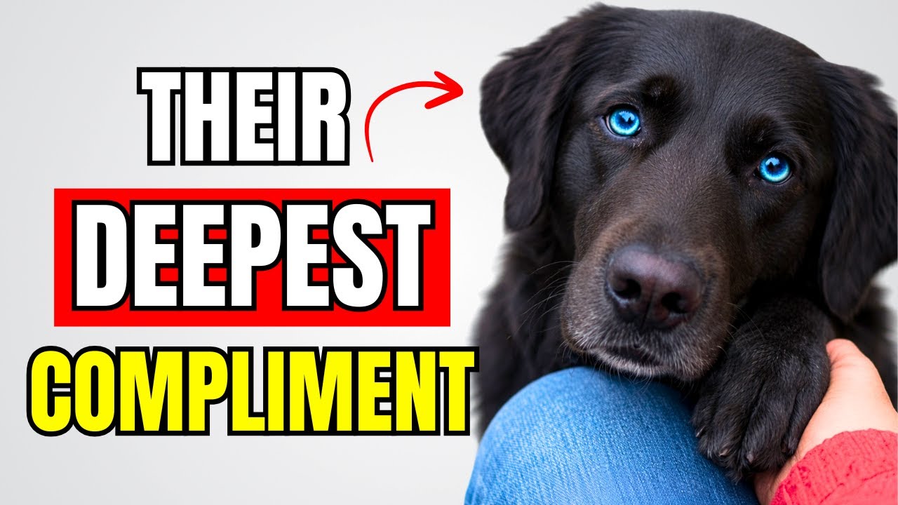 9 Deepest Compliments a Dog Can Give You #2 Is Surprising!