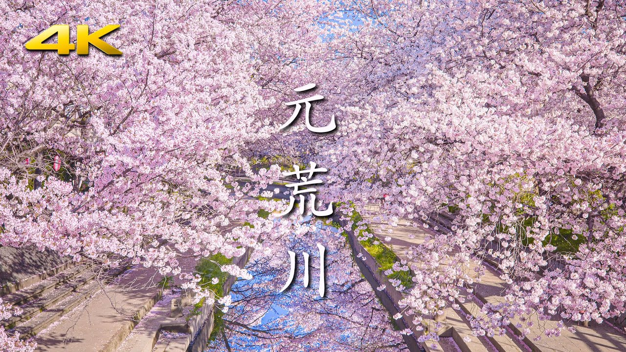 吹上 元荒川の桜並木 - 2.5km / 500本の桜が水面を彩る -  (shot on BMPCC6K)