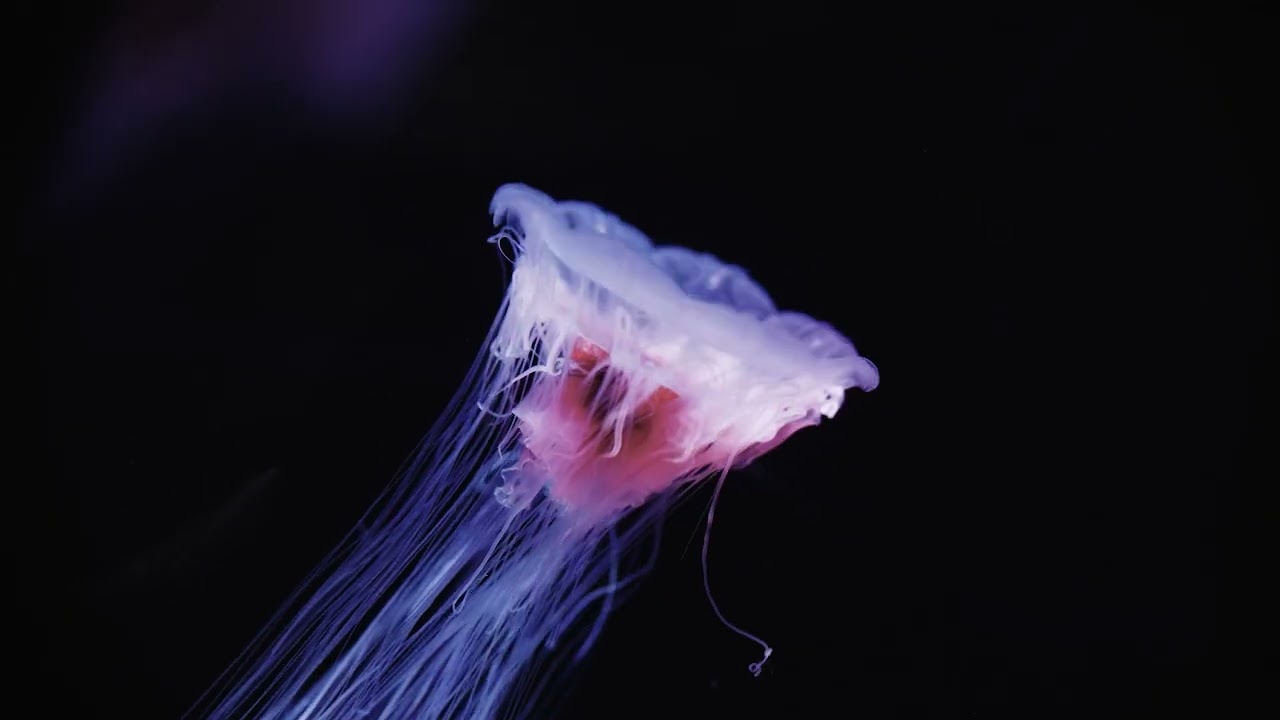 Look how beautiful our jellies are!