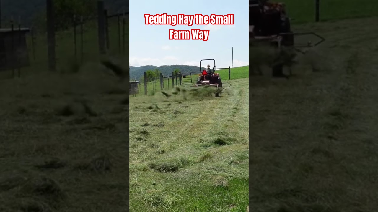 Tedding Hay the Small Farm Way