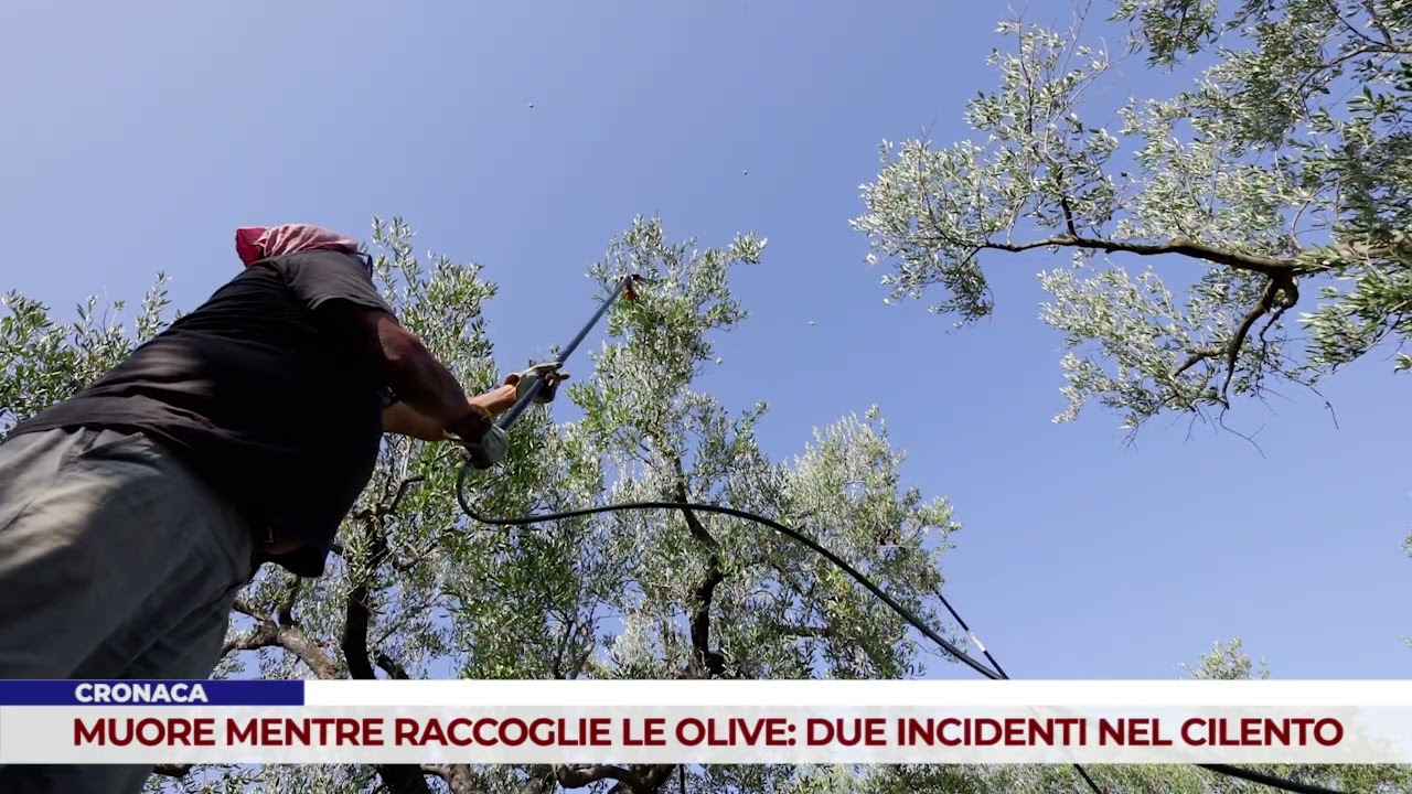 CRONACA. MUORE MENTRE RACCOGLIE LE OLIVE: DUE INCIDENTI NEL CILENTO